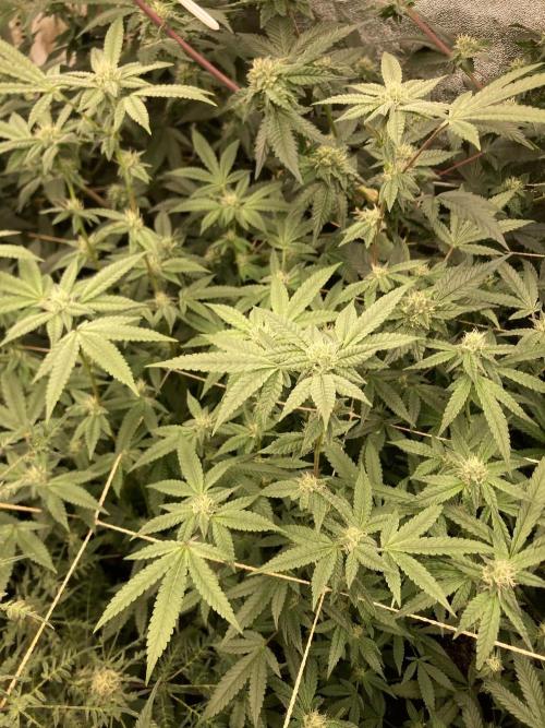 Black Rainbow (LIT Farms). Week 22