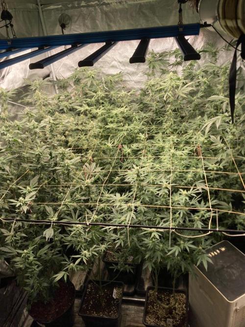 Black Rainbow (LIT Farms). Week 22