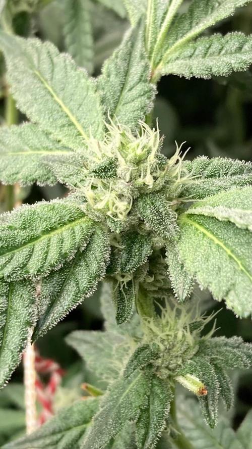 Rainbow Marker #2 (LIT Farms). Week 5