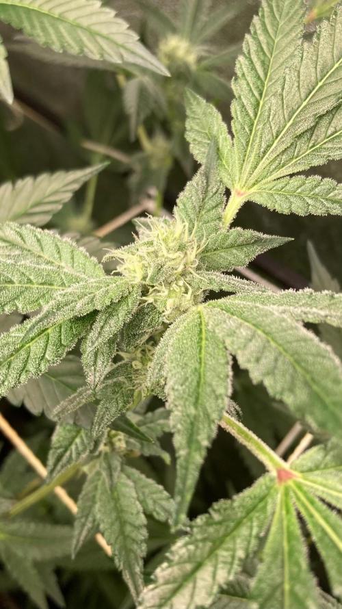 Rainbow Marker #2 (LIT Farms). Week 5