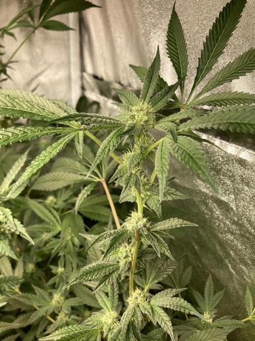 Rainbow Marker #2 (LIT Farms). Week 5