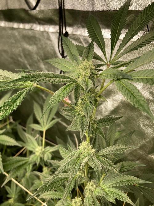 Rainbow Marker #2 (LIT Farms). Week 5