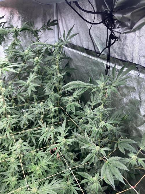 Rainbow Marker #2 (LIT Farms). Week 5