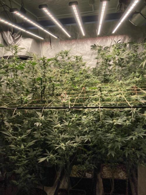 Rainbow Marker #2 (LIT Farms). Week 5
