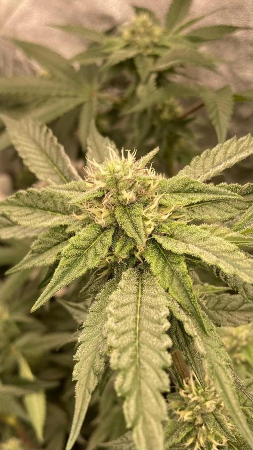 Rainbow Marker #4 (LIT Farms). Week 5