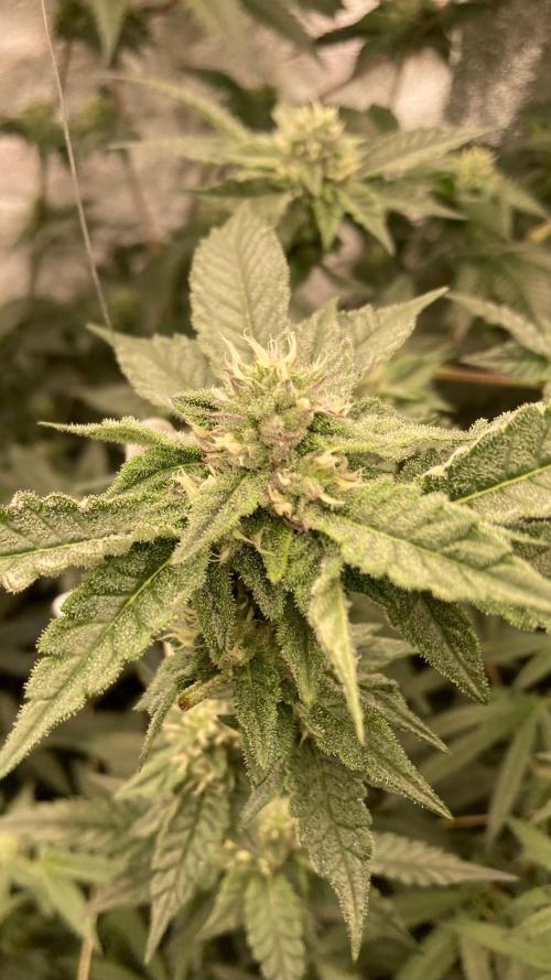 Rainbow Marker #4 (LIT Farms). Week 5