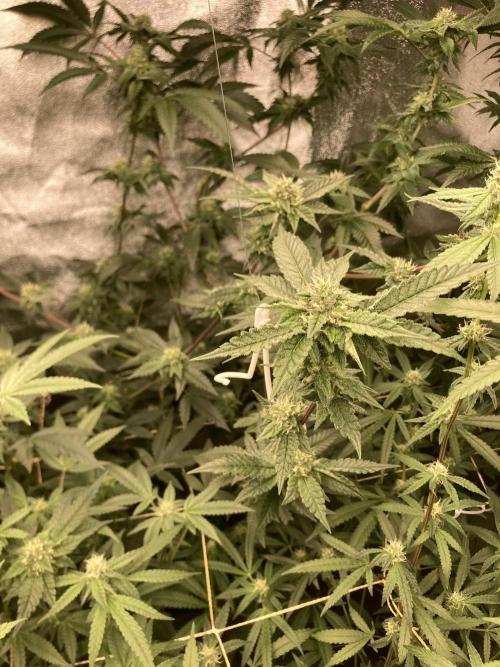 Rainbow Marker #4 (LIT Farms). Week 5