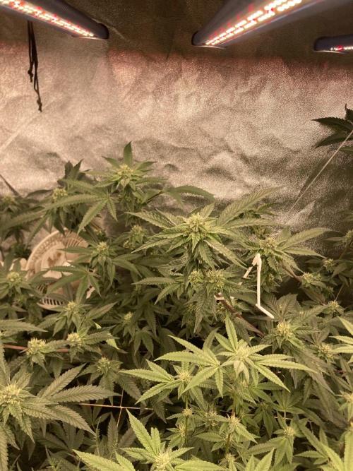 Rainbow Marker #4 (LIT Farms). Week 5