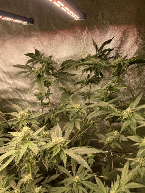 Rainbow Marker #4 (LIT Farms). Week 5