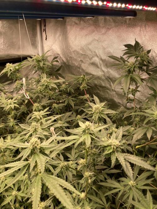 Rainbow Marker #4 (LIT Farms). Week 5