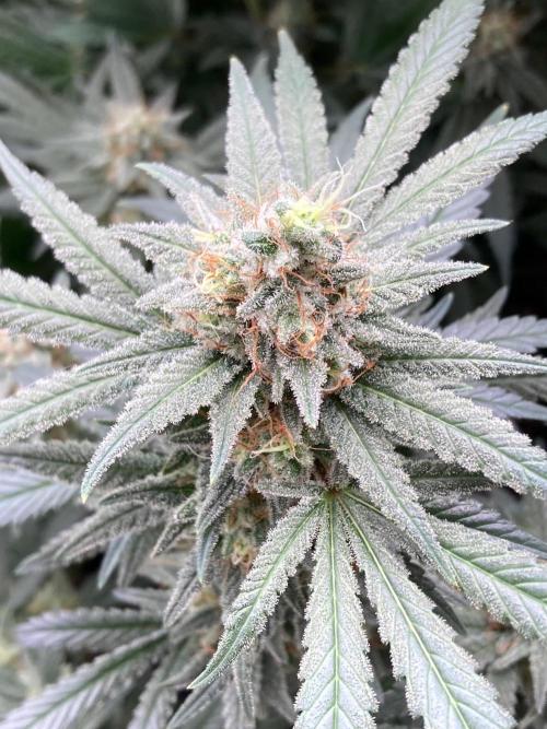 White Rhino (Green House Seeds). Week 23