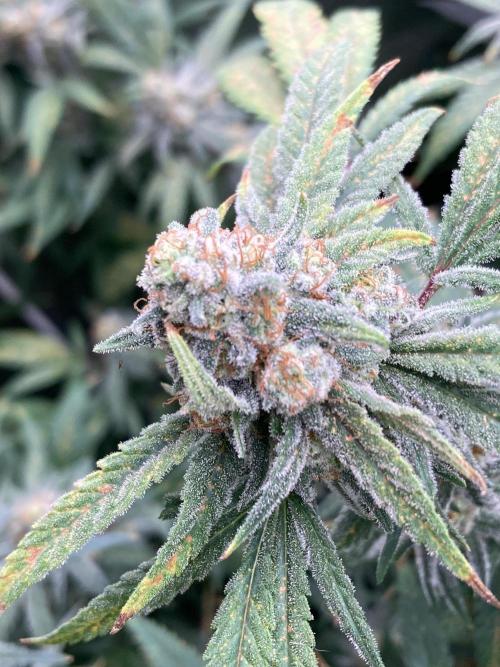 White Rhino (Green House Seeds). Week 23