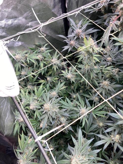 White Rhino (Green House Seeds). Week 23