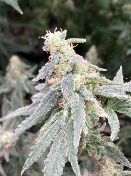 White Rhino (Green House Seeds). Week 23