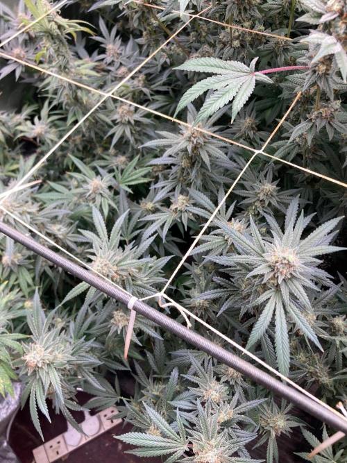 White Rhino (Green House Seeds). Week 23
