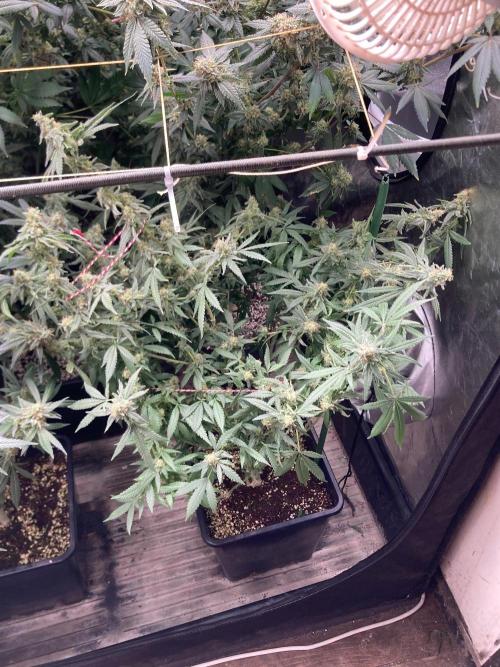 White Rhino (Green House Seeds). Week 23