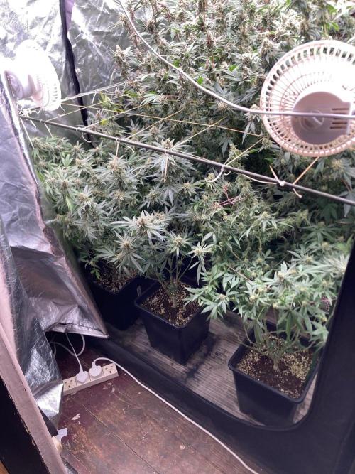 White Rhino (Green House Seeds). Week 23