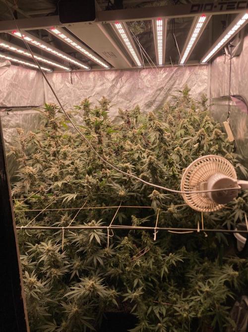 White Rhino (Green House Seeds). Week 23