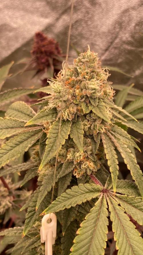 Windu (Wizard Trees). Week 23