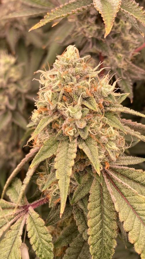 Windu (Wizard Trees). Week 23