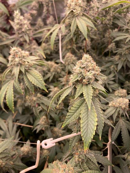 Windu (Wizard Trees). Week 23