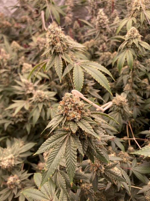 Windu (Wizard Trees). Week 23