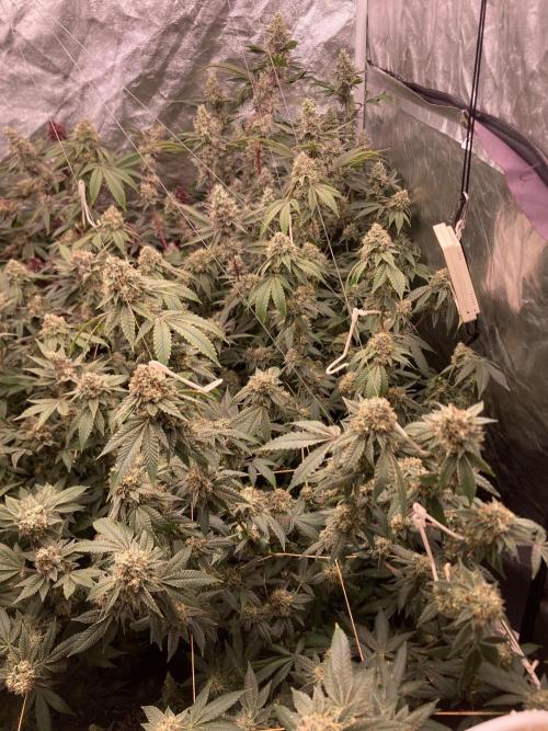 Windu (Wizard Trees). Week 23