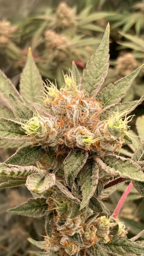 Jelly Breath S1 (In House Genetics). Week 23