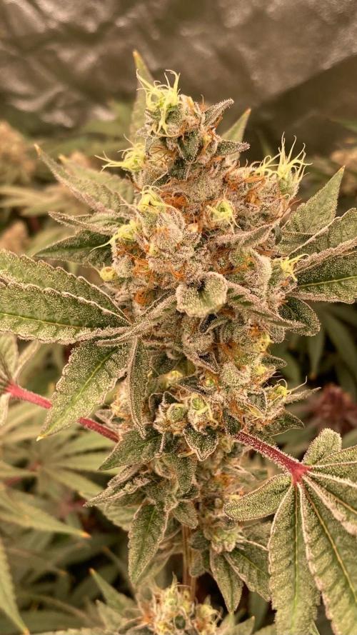 Jelly Breath S1 (In House Genetics). Week 23