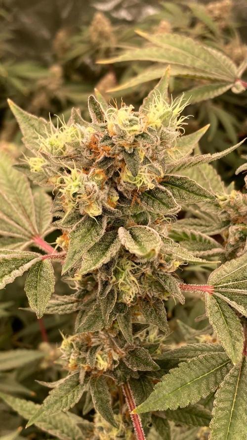 Jelly Breath S1 (In House Genetics). Week 23