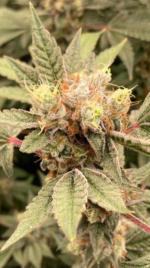 Jelly Breath S1 (In House Genetics). Week 23