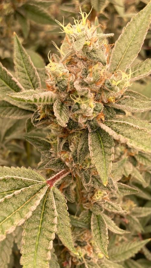 Jelly Breath S1 (In House Genetics). Week 23