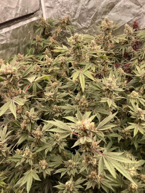 Jelly Breath S1 (In House Genetics). Week 23