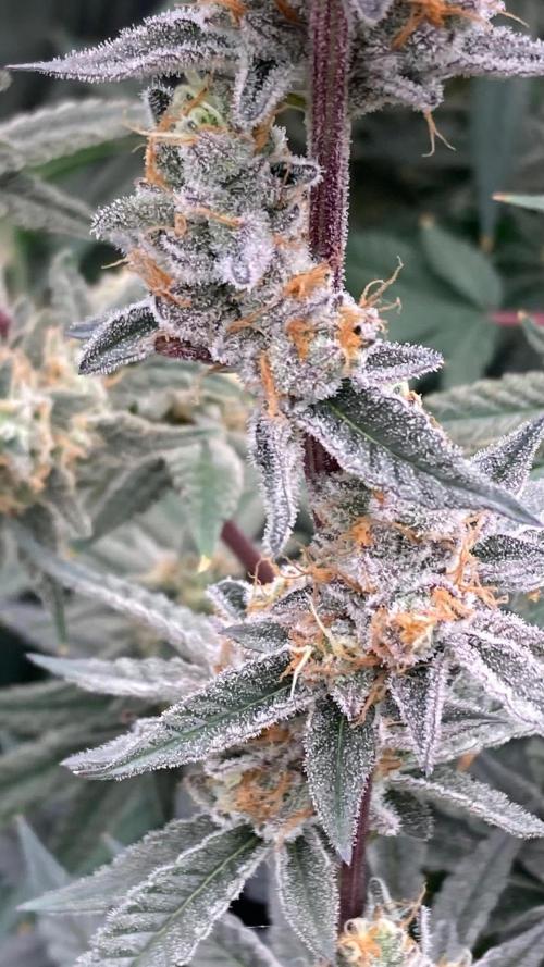 Atomic Jelly#2 (In House Genetics). Week 9