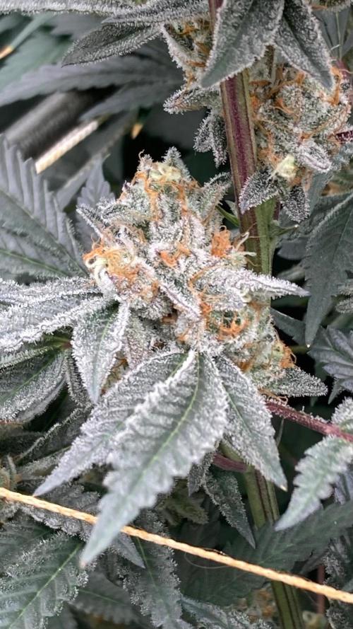 Atomic Jelly#2 (In House Genetics). Week 9