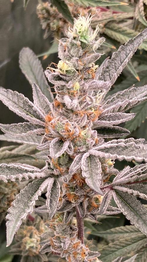 Atomic Jelly#2 (In House Genetics). Week 9