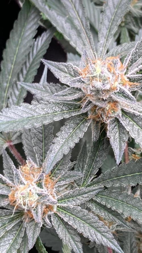 Atomic Jelly#2 (In House Genetics). Week 9