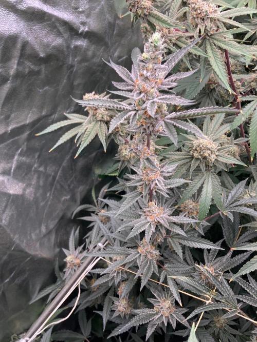 Atomic Jelly#2 (In House Genetics). Week 9