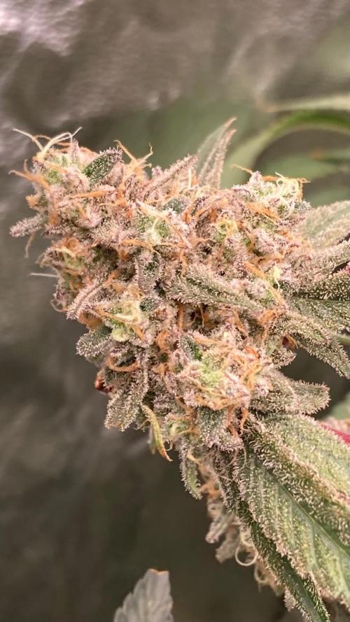 GasQuake (In House Genetics). Week 23