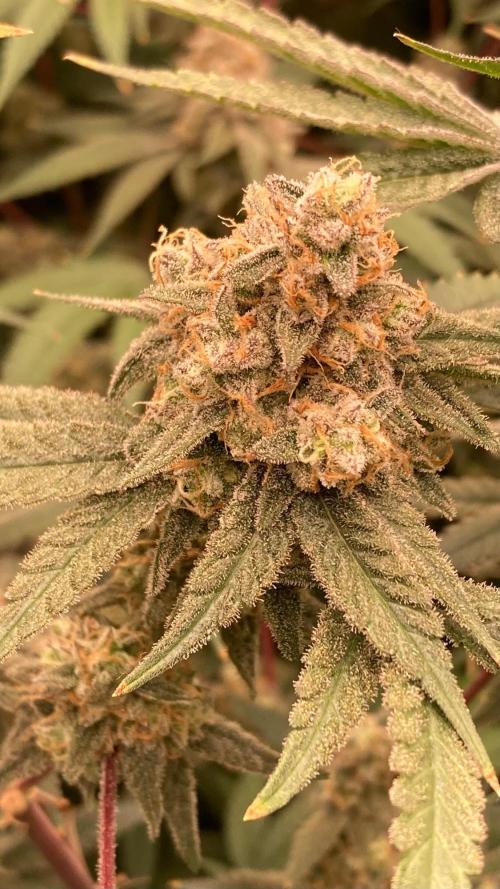 GasQuake (In House Genetics). Week 23