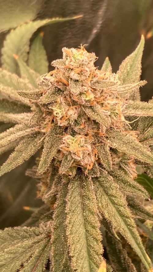 GasQuake (In House Genetics). Week 23