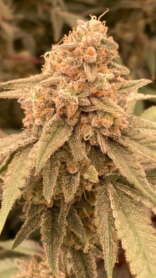 GasQuake (In House Genetics). Week 23