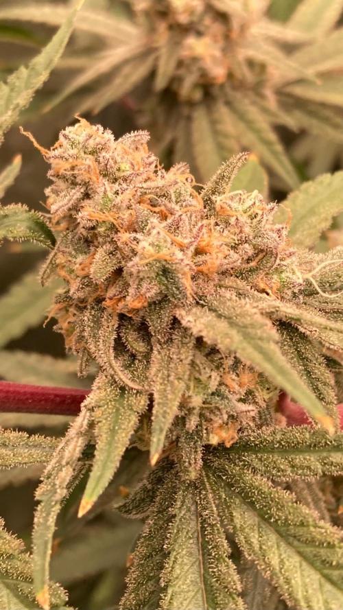 GasQuake (In House Genetics). Week 23
