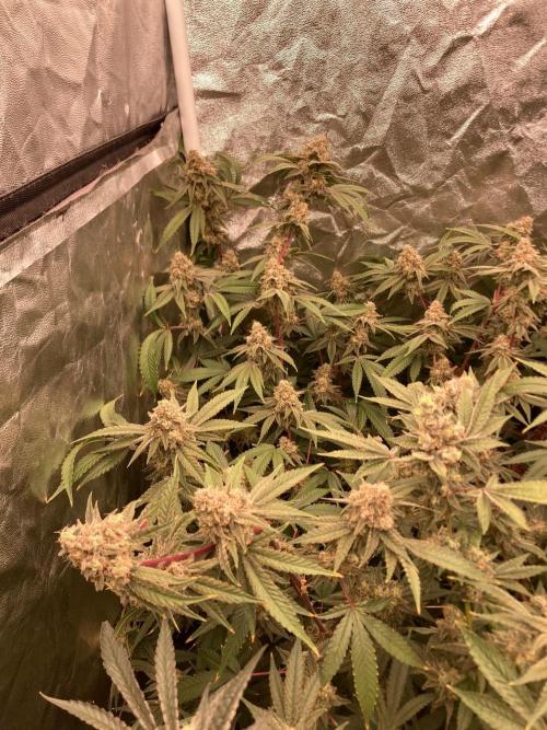 GasQuake (In House Genetics). Week 23