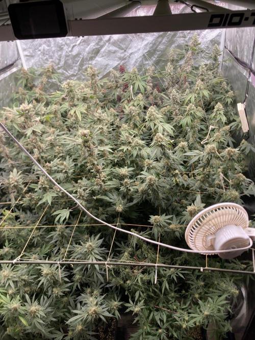 GasQuake (In House Genetics). Week 23