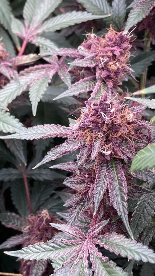 Pora’s Purple CN#6 (Relentless Genetics). Week 9