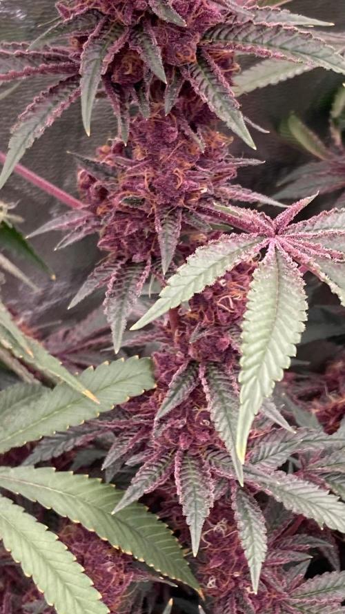 Pora’s Purple CN#6 (Relentless Genetics). Week 9