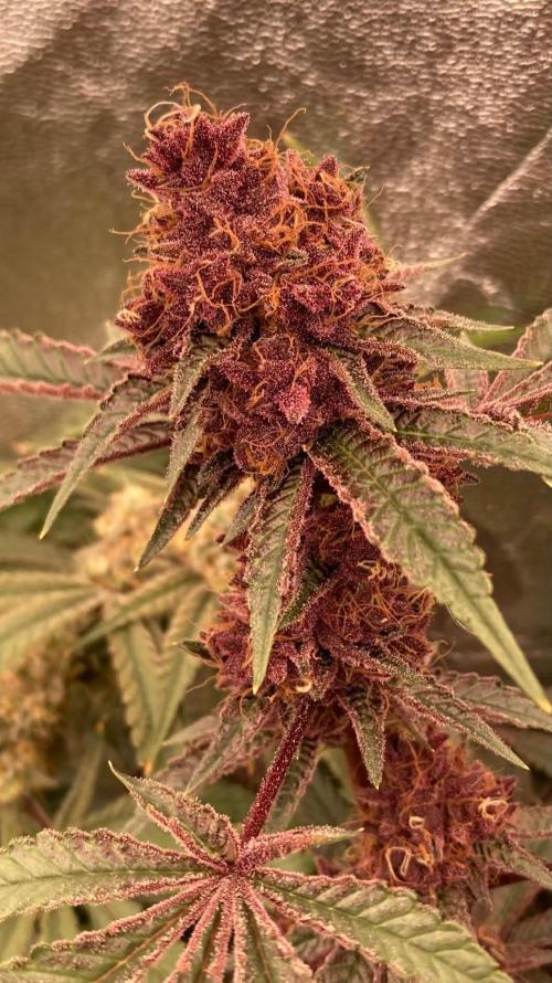 Pora’s Purple CN#6 (Relentless Genetics). Week 9