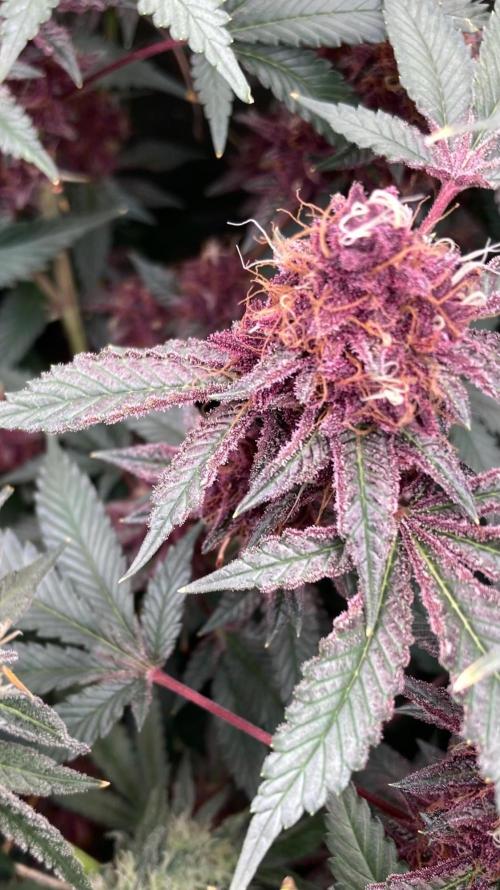 Pora’s Purple CN#6 (Relentless Genetics). Week 9