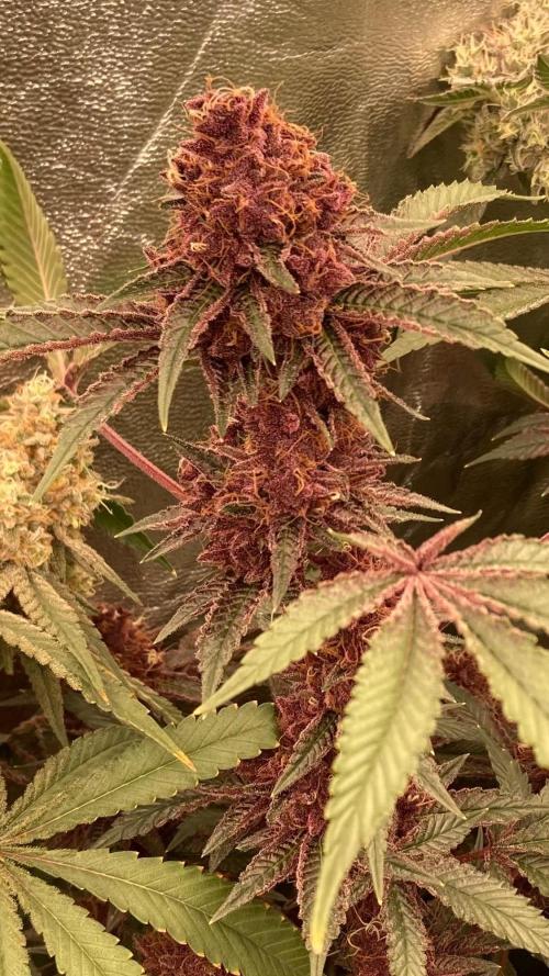 Pora’s Purple CN#6 (Relentless Genetics). Week 9